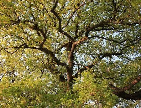 Landhuis Castel D'arno Perugia